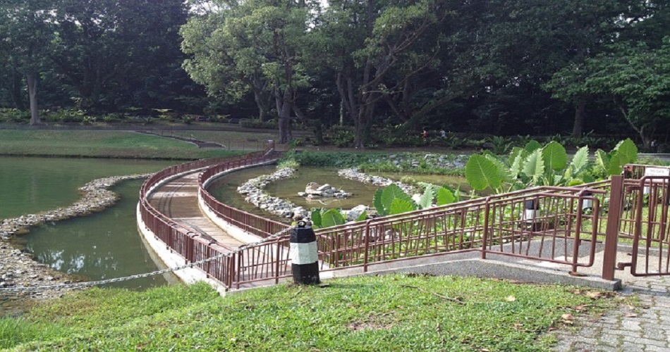 Macritchie Reservior